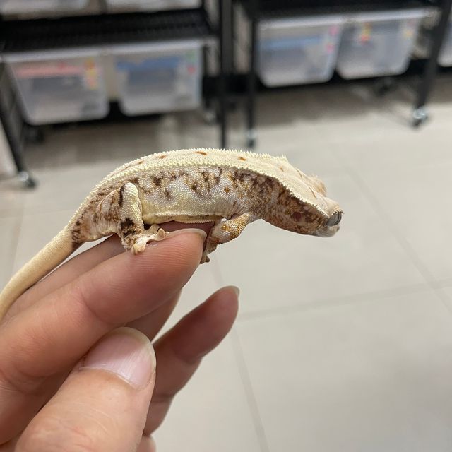 릴리화이트 트라이