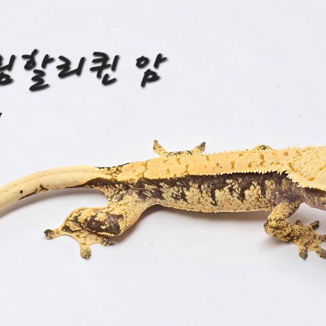 트라이 할리퀸