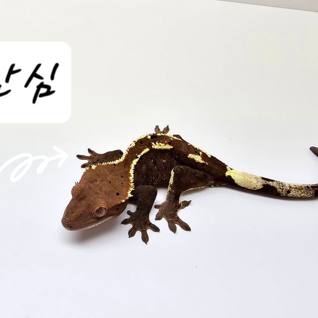 카푸치노 트라이