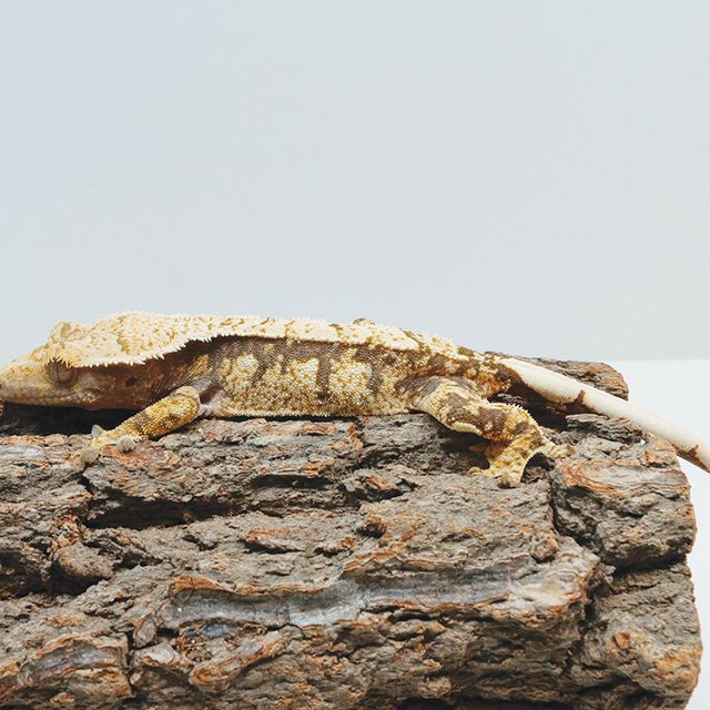 트라이