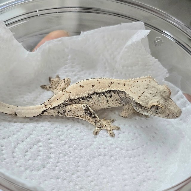 노멀 화이트스팟