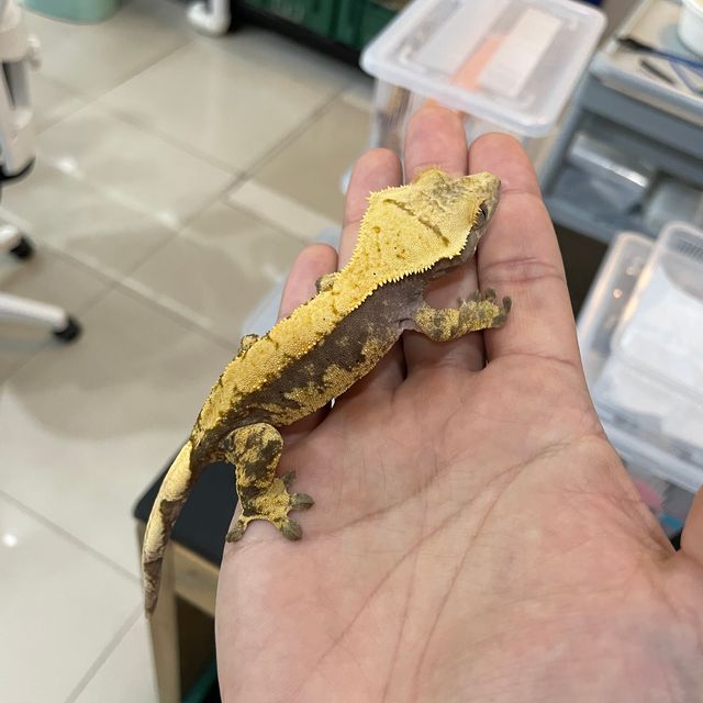익스트림할리퀸 할리퀸