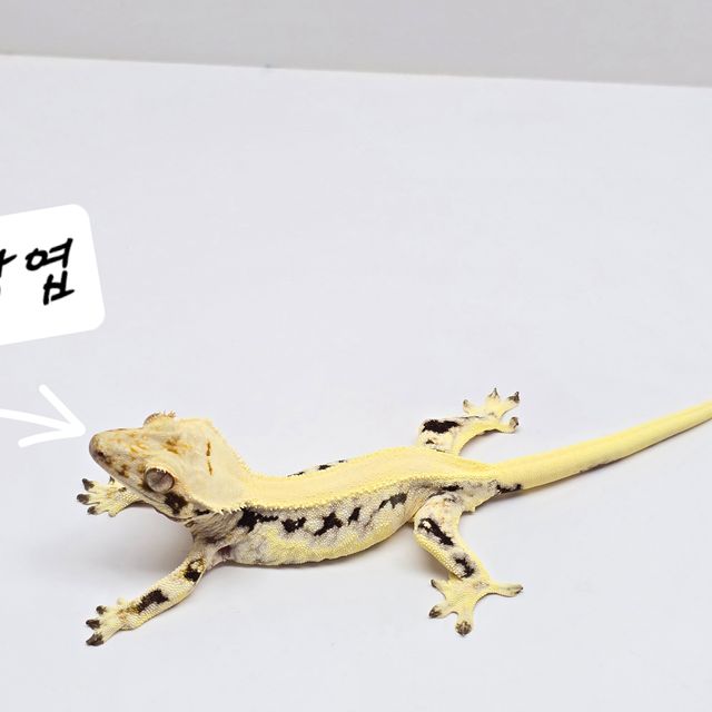 릴리화이트