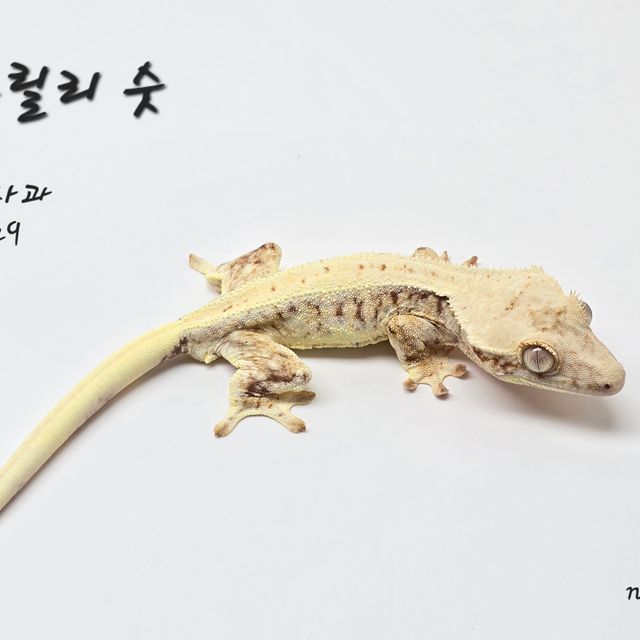릴리화이트 레드