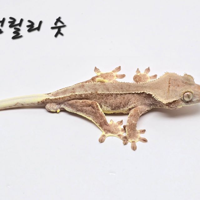 릴리화이트 레드 팬텀
