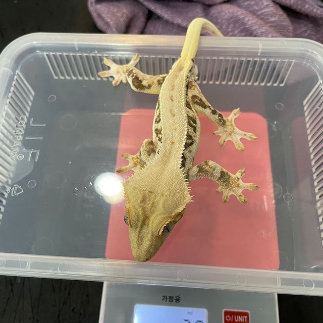 릴리화이트 트라이