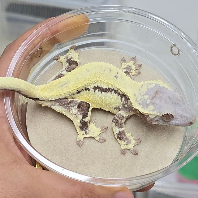 프라푸치노