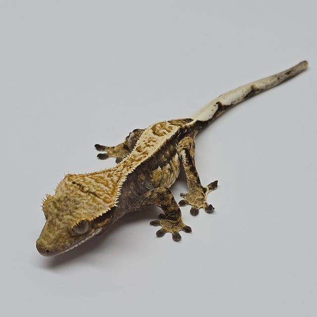 트라이