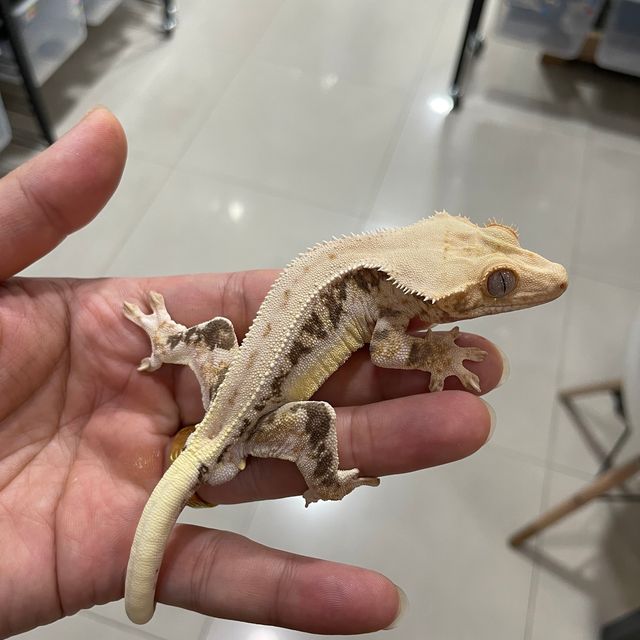 릴리화이트 트라이