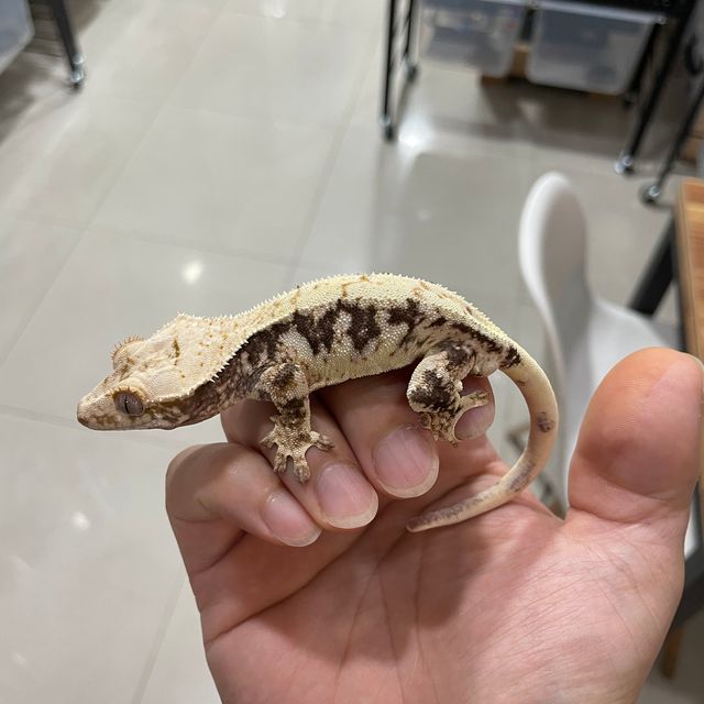릴리화이트 트라이