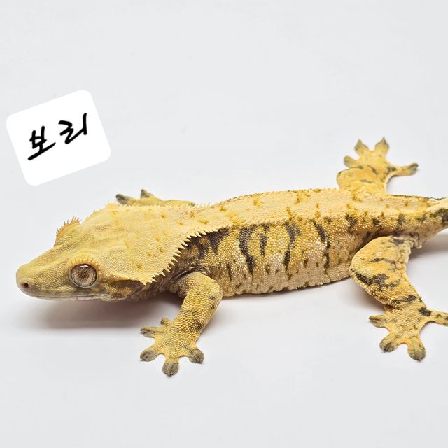 노멀 트라이
