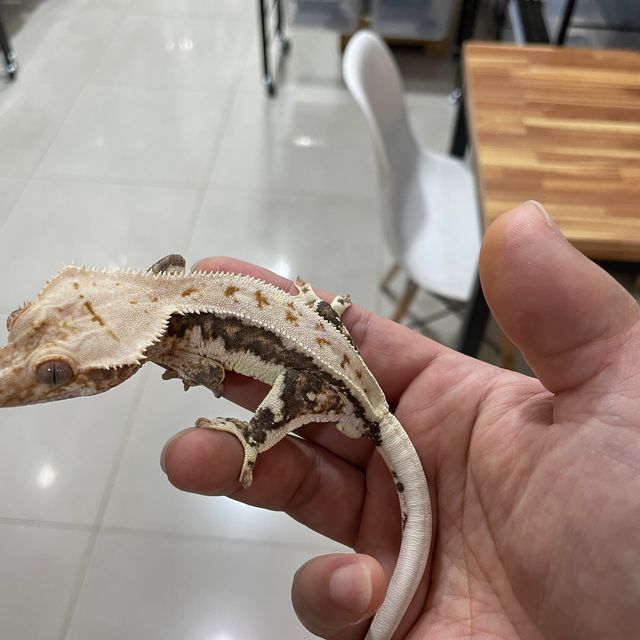 릴리화이트