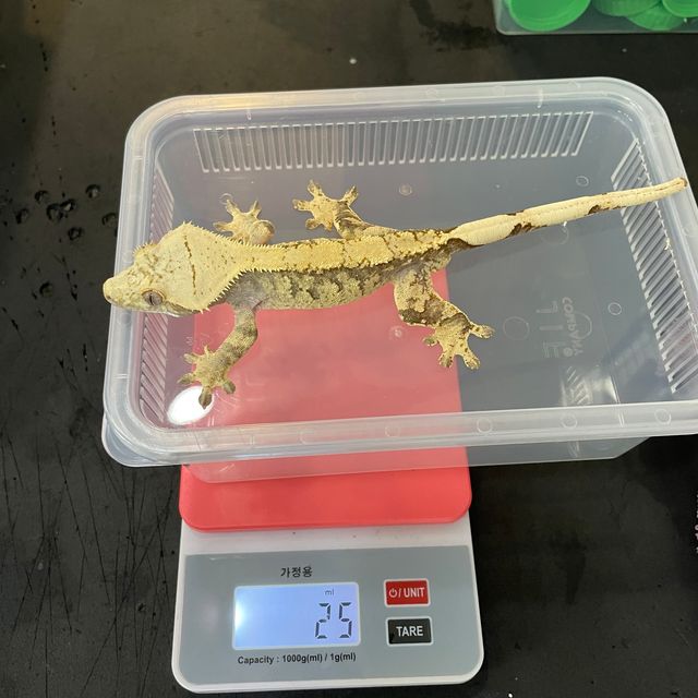 트라이