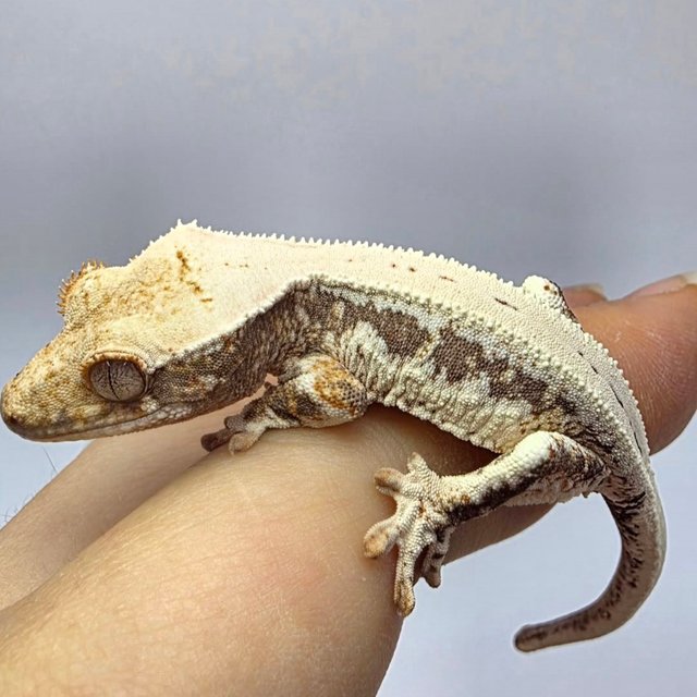 릴리100%헷아잔틱