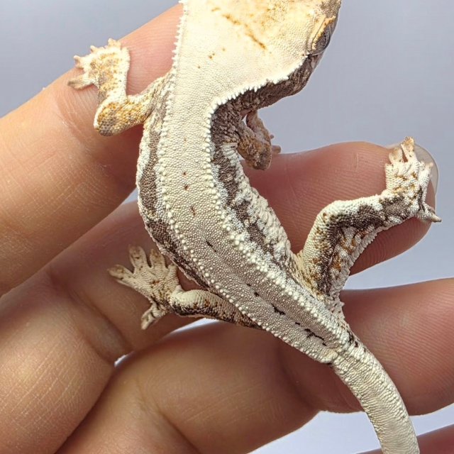 릴리100%헷아잔틱