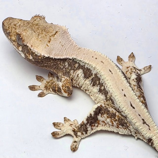 릴리100%헷아잔틱