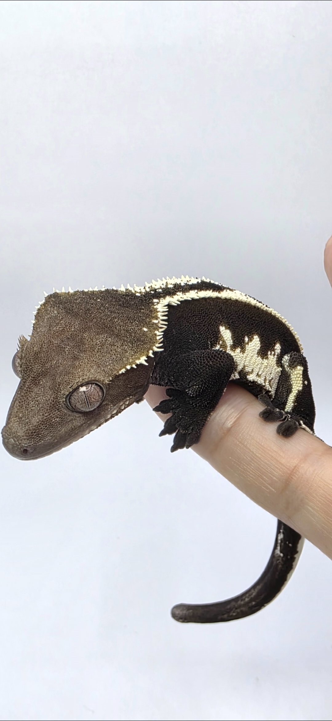 하이크레스HiCress