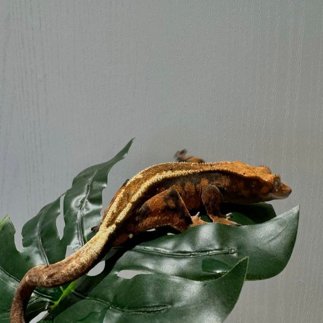 세이블