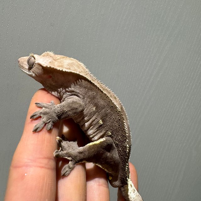 아잔틱