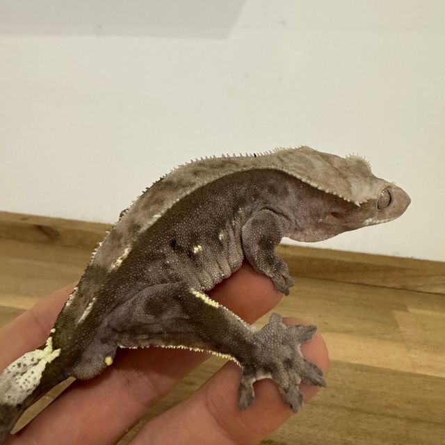 아잔틱