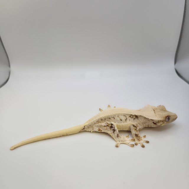 릴리화이트 솔리드백