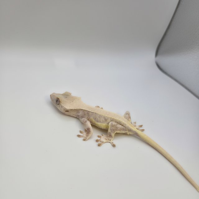 릴리화이트 솔리드백