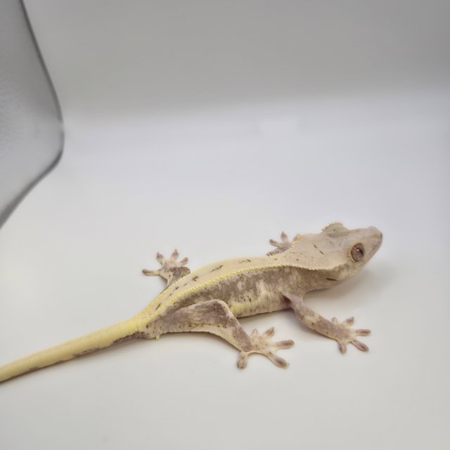 100%헷아잔틱 릴리화이트