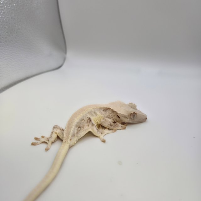 릴리화이트 솔리드백