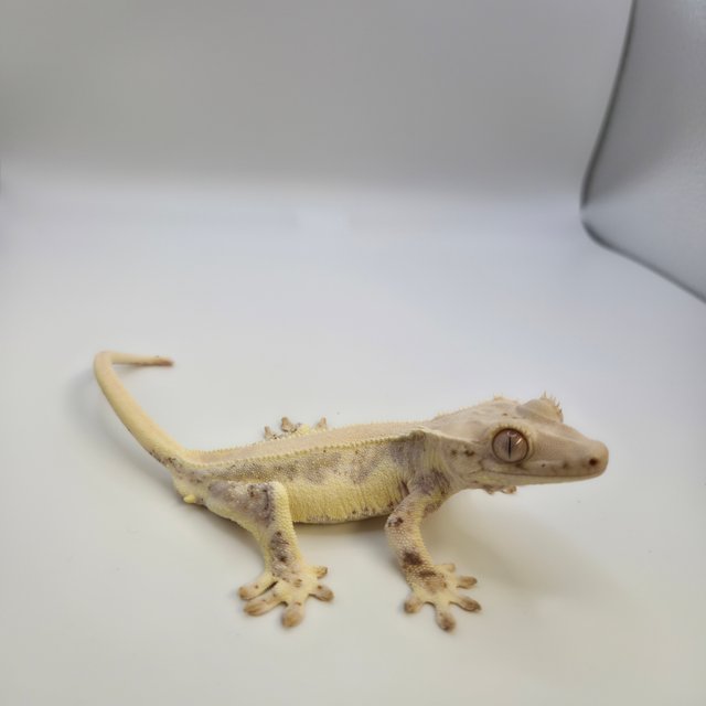 릴리화이트 솔리드백