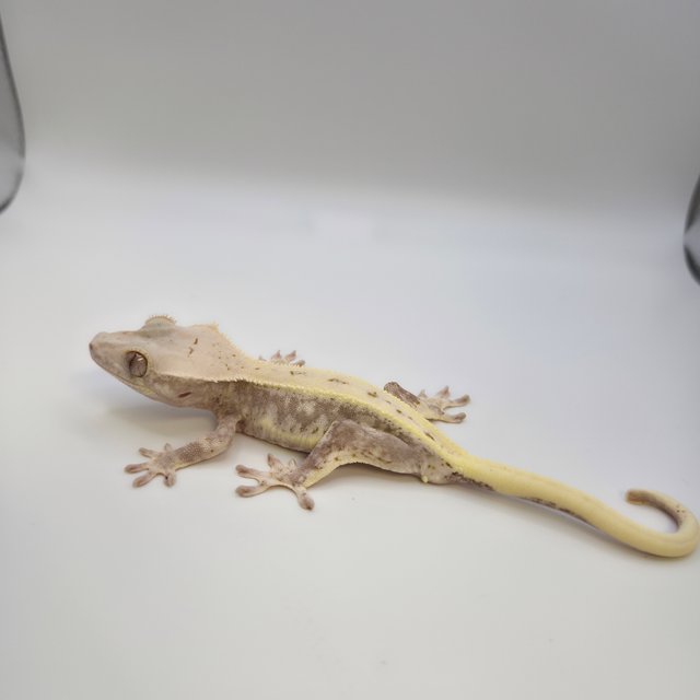 100%헷아잔틱 릴리화이트