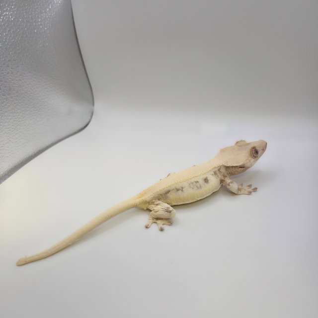 릴리화이트 솔리드백