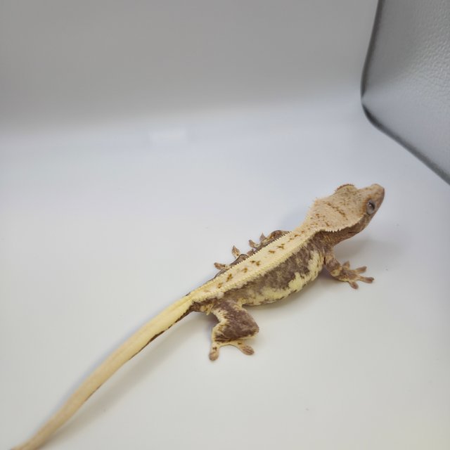 100%헷아잔틱 릴리화이트