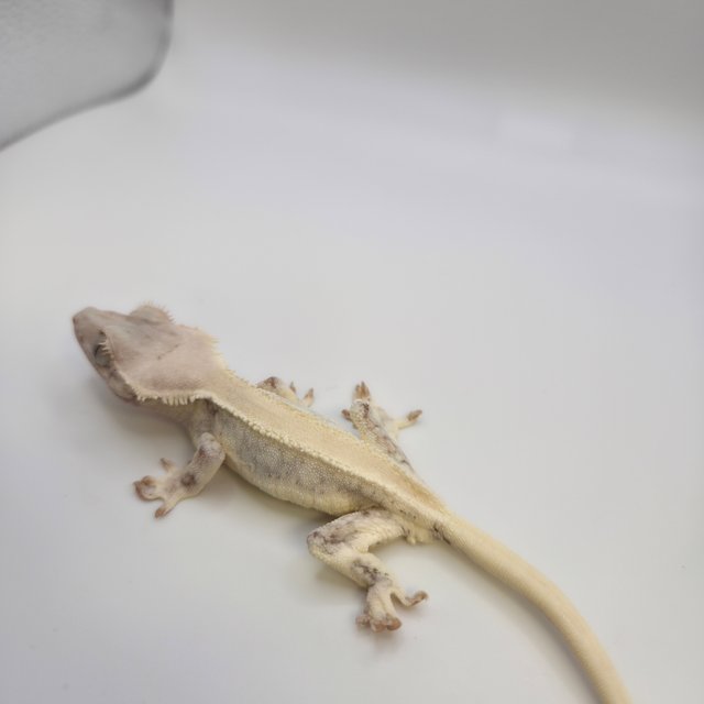 릴리화이트 솔리드백