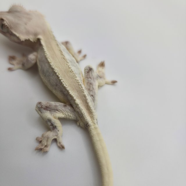 릴리화이트 솔리드백