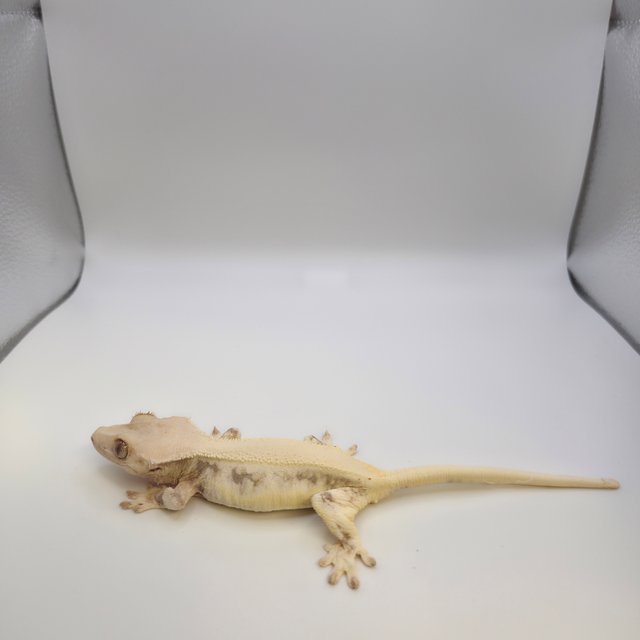 릴리화이트 솔리드백