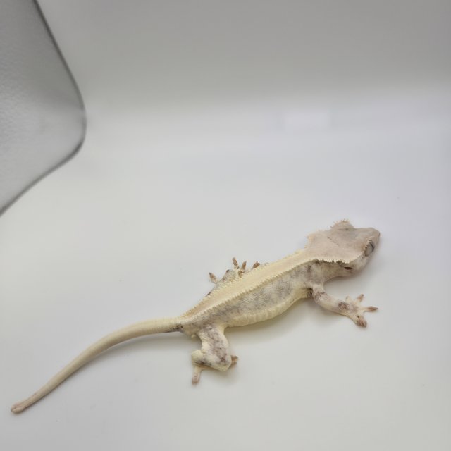 릴리화이트 솔리드백