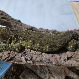 야테 트로거 노멀