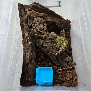 누아나 누아미 노멀