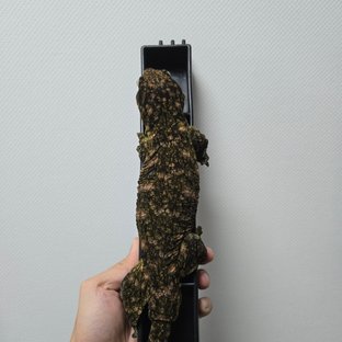 하키토 카나와 헷 멜라니스틱