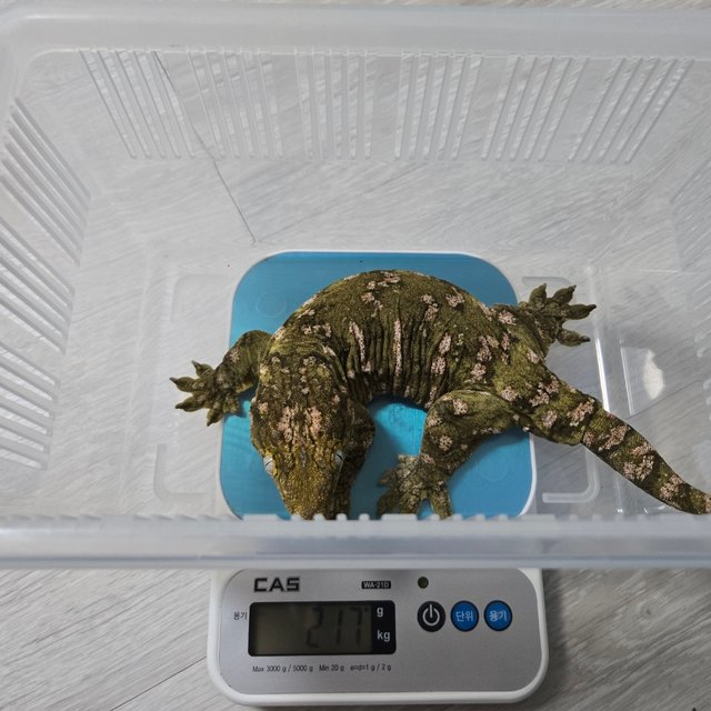 다스몰 노멀 헷 멜라니스틱