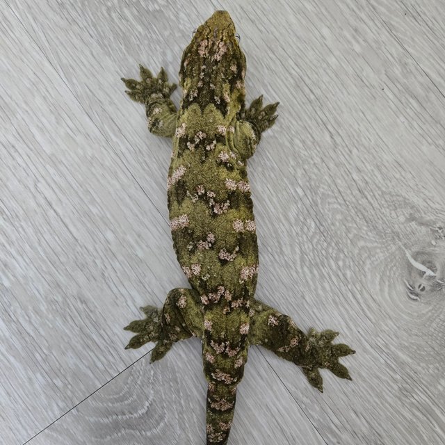 다스몰 노멀 헷 멜라니스틱