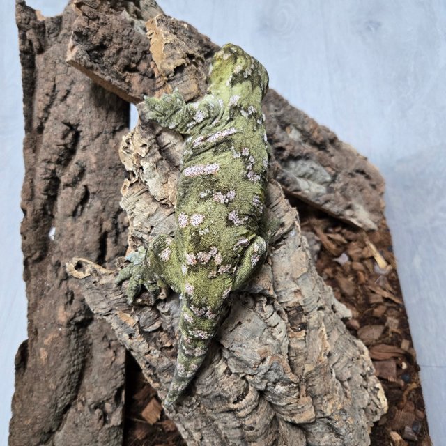 다스몰 노멀 헷 멜라니스틱