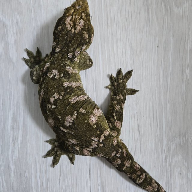 다스몰 노멀 헷 멜라니스틱