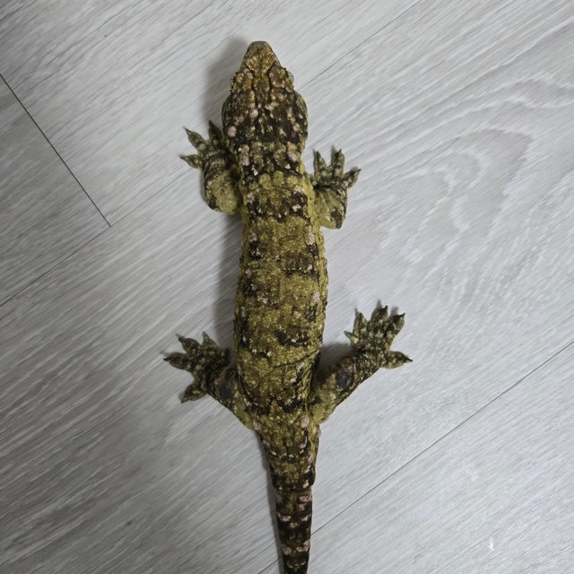 누아나 누아미 노멀