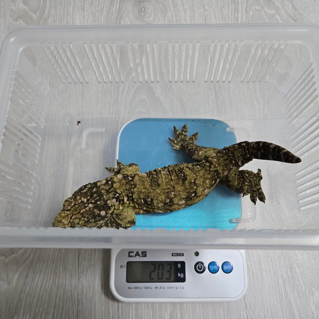 누아나 누아미 노멀