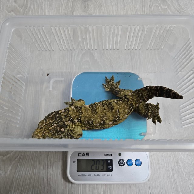 누아나 누아미 노멀