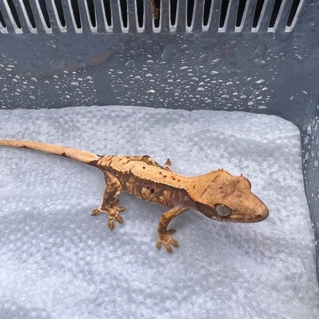 노멀 트라이 핀스트라이프