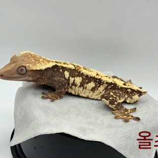 초초