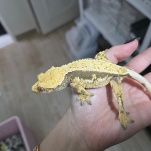 100%헷초초