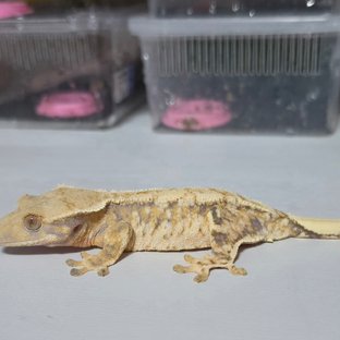 노랑2세